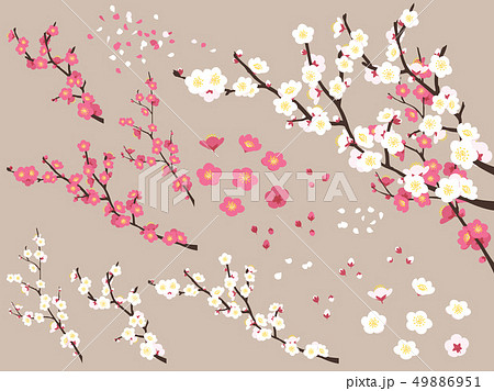 ピンクと白の梅の花と枝の素材セットのイラスト素材