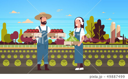 couple farmers holding boxes red and green tomatoes man woman harvesting vegetables agricultural 49887499