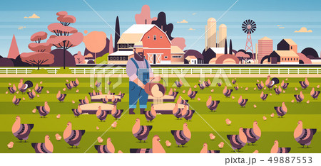 male farmer feeding chicken and rooster free range farming breeding hed for food poultry farm 49887553