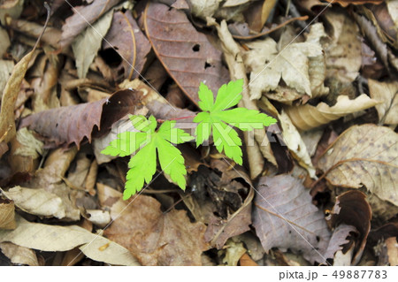 カエデの新芽、落ち葉の中から顔を出した カエデの新芽、落ち葉の中から顔を出した 49887783
