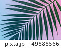 Tropical palm leaf on pink and blue background. Flat lay. 49888566