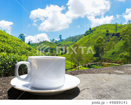 Sri Lanka tea hills. Tea cup and plantation. 49889141
