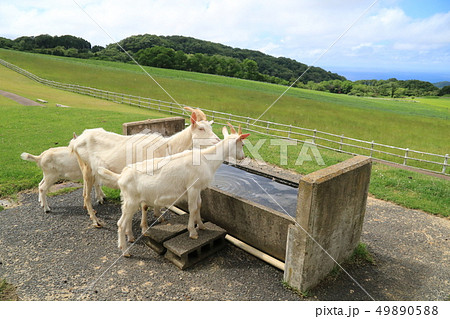 牧場の水飲み場に集まってきた子ヤギを含むヤギ三頭 牧場の水飲み場に集まってきた子ヤギを含むヤギ三頭 49890588