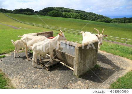 牧場の水飲み場に集まってた父ヤギが去ろうとするところ 牧場の水飲み場に集まってた父ヤギが去ろうとするところ 49890590