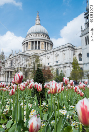 セントポール大聖堂　チューリップ 49891072
