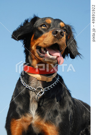 brittany spaniel 49891922