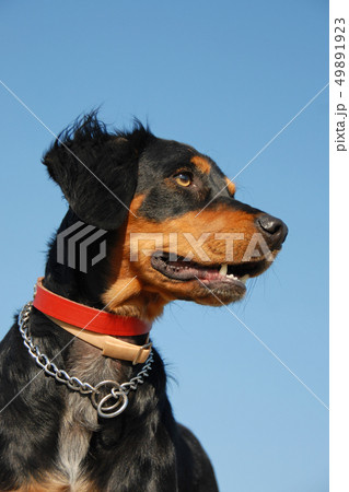brittany spaniel brittany spaniel 49891923