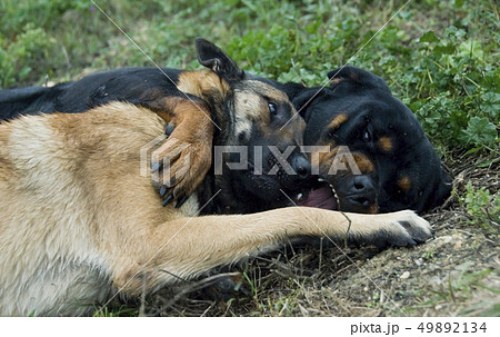 playing dogs playing dogs 49892134