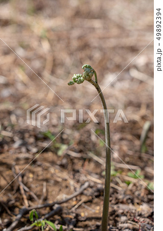 ワラビ 山菜 ワラビ 山菜 49892394