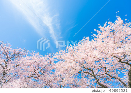 日本の春 富山県 舟川べりの桜並木 日本の春 富山県 舟川べりの桜並木 49892521