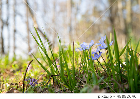 Spring purple flowers Hepatica nobilis in forest. The flower blossomed in the spring forest with a 49892646