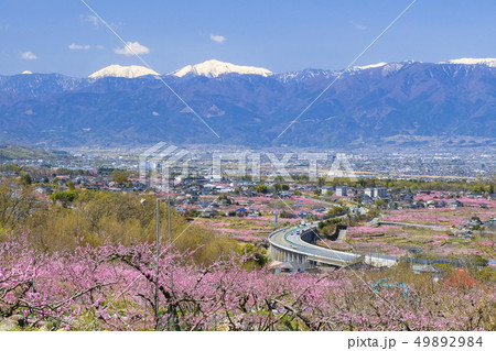 春の桃畑と雪山５ 49892984