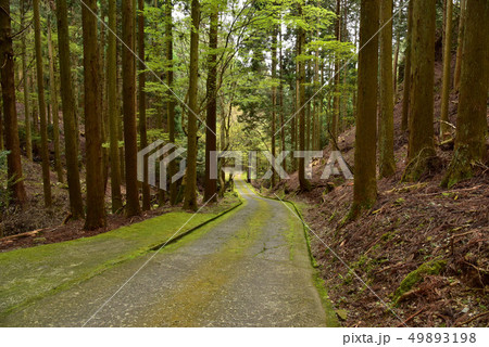 阿弥陀寺の風景 阿弥陀寺の風景 49893198
