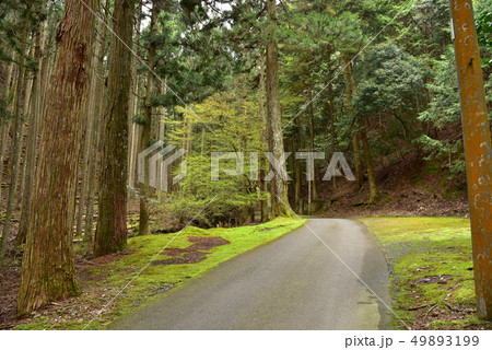 阿弥陀寺の風景 阿弥陀寺の風景 49893199