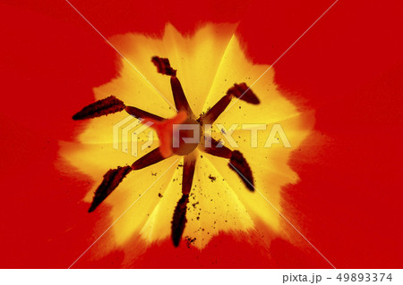 赤いチューリップ 49893374