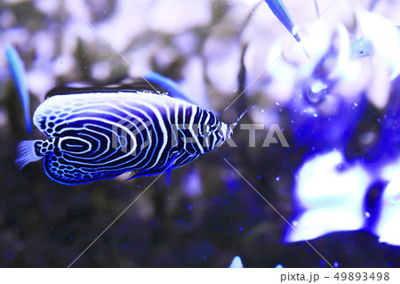 タテジマキンチャクダイ 49893498