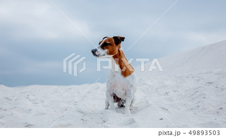 Jack russell terrier dog sitting on a sand on a beach.  49893503