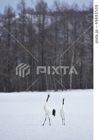 二羽のタンチョウの鳴き交わし（北海道・鶴居） 49893509