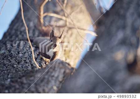 木の幹に現れたエゾリス（北海道） 49893532