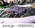 アズマヒキガエル 49893662
