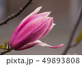 plant close-up botany plant stem flower nature 49893808