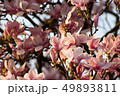 Rose tree flower blooming in the spring 49893811