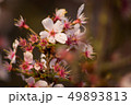 Rose tree flower blooming in the spring 49893813