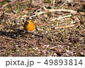 robin bird hidding in tree nature wallpaper background 49893814