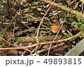 robin bird hidding in tree nature wallpaper background 49893815