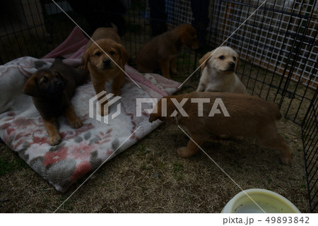 仔犬 仔犬 49893842