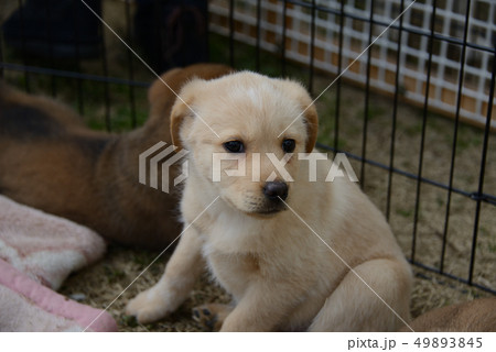 仔犬 仔犬 49893845