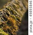 Moss coverd fence Nature Park Green Closs-Up 49893846