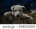 仔犬 49893889