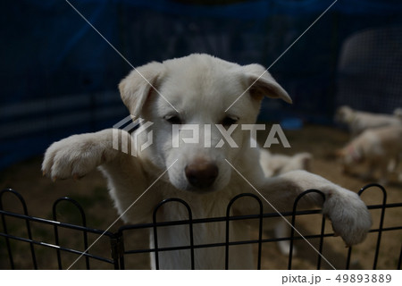 仔犬 仔犬 49893889