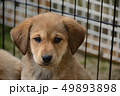 仔犬 49893898