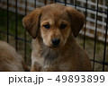 仔犬 49893899
