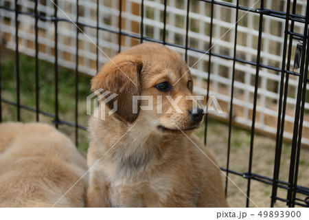 仔犬 仔犬 49893900