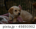 仔犬 49893902