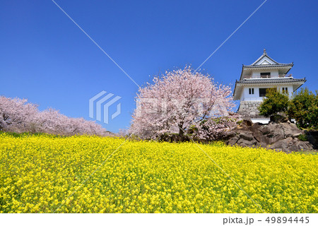 竹崎城址の桜 49894445