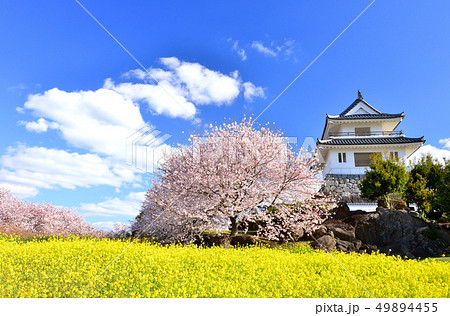 竹崎城址の桜 竹崎城址の桜 49894455