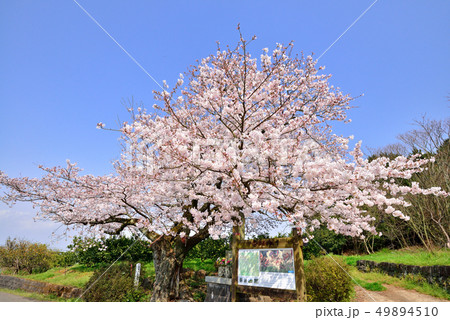篠原国幹の一本桜 篠原国幹の一本桜 49894510