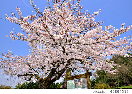 篠原国幹の一本桜 49894512