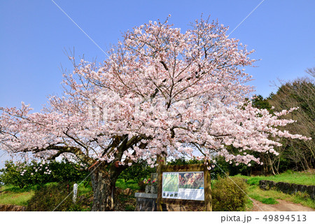 篠原国幹の一本桜 49894513