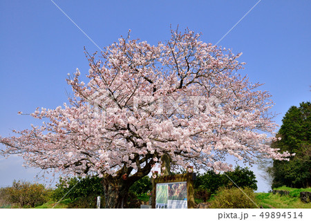 篠原国幹の一本桜 49894514