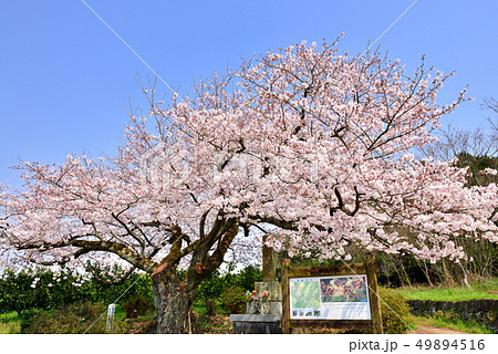 篠原国幹の一本桜 篠原国幹の一本桜 49894516