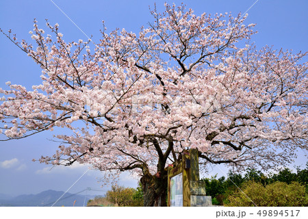 篠原国幹の一本桜 49894517