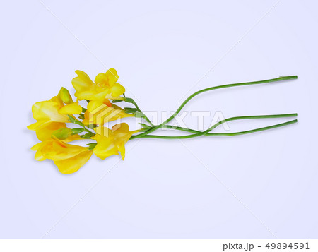 春 季節 植物 49894591