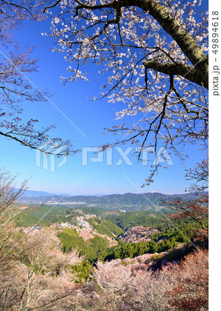 吉野山の桜 49894618