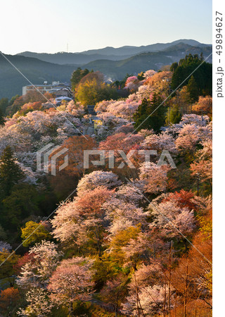 吉野山の桜 吉野山の桜 49894627