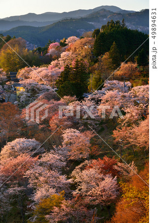 吉野山の桜 49894631